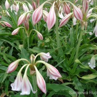 Crinum zeylanicum (L.) L.